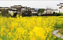 醉美乡村行·茶香踏春 2日游